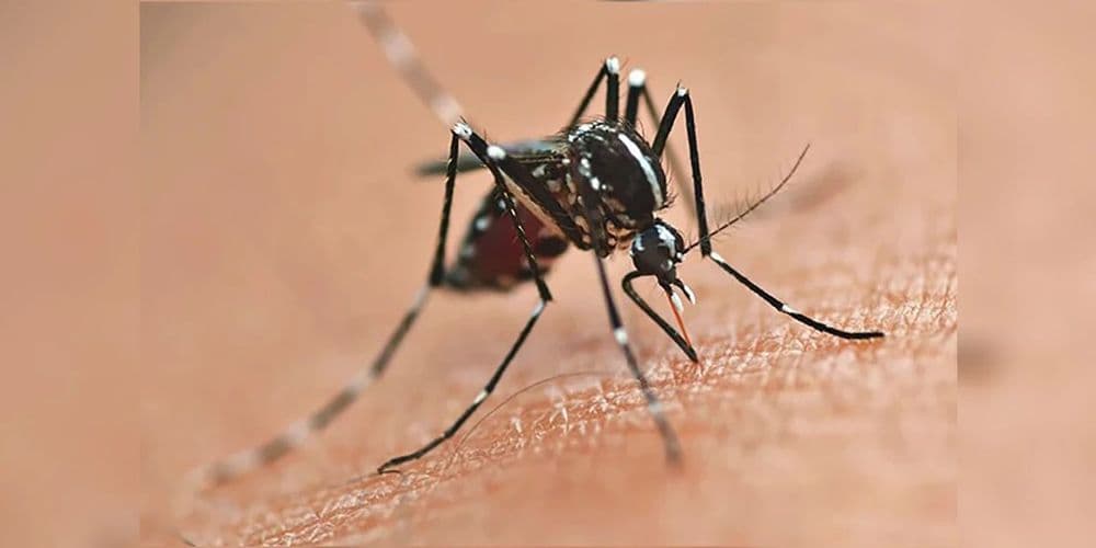 Apenas Rio Azul e Fernandes Pinheiro não registraram casos de dengue em 2025 na região