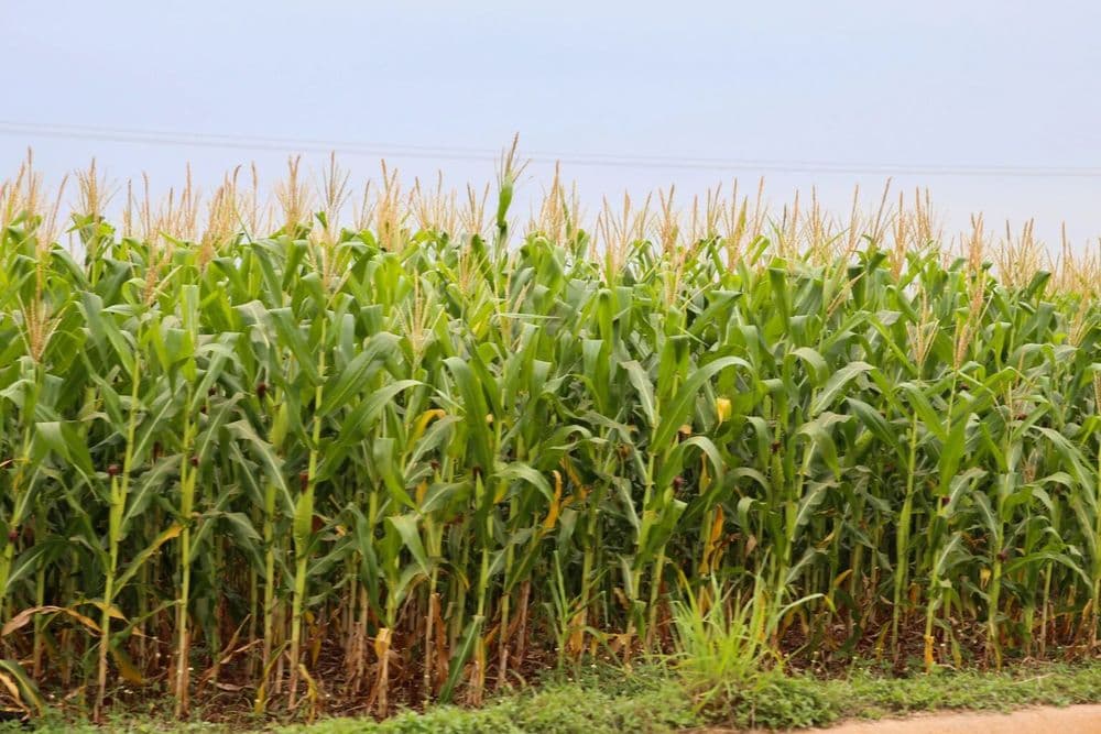 Área do milho cresce 21% na primeira safra