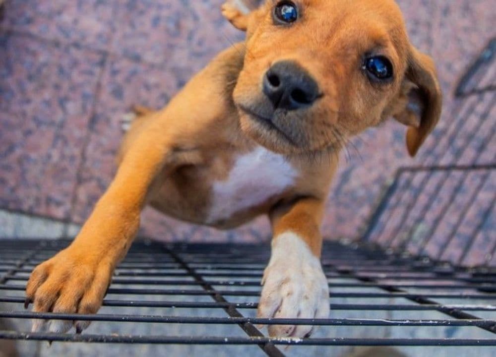 Secretaria de Defesa Animal promove Feirinha de Adoção no Parque Aquático de Irati