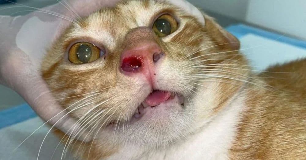 Casos de esporotricose crescem e chamam atenção da Saúde no Paraná