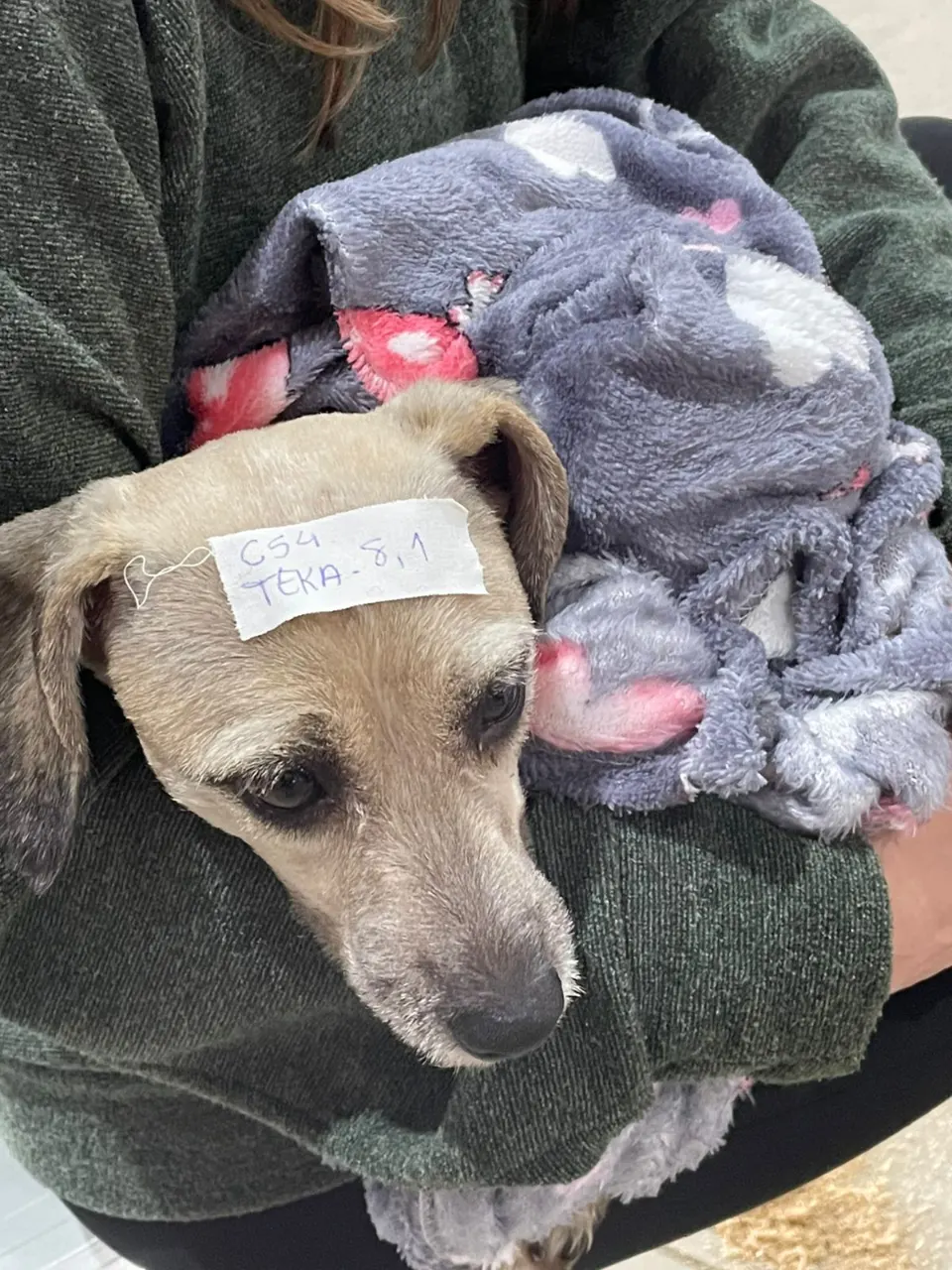 600 cães e gatos são castrados gratuitamente em Irati