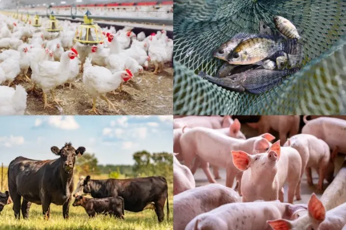 Produtores têm até 30 de junho para atualizar cadastro de rebanho no Paraná
