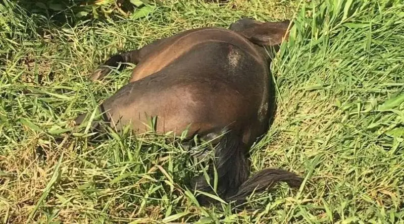 Cavalo morre após ser atropelado por caminhão na BR-277